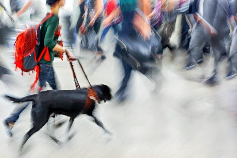 Guide Dog City Guide dog in the city