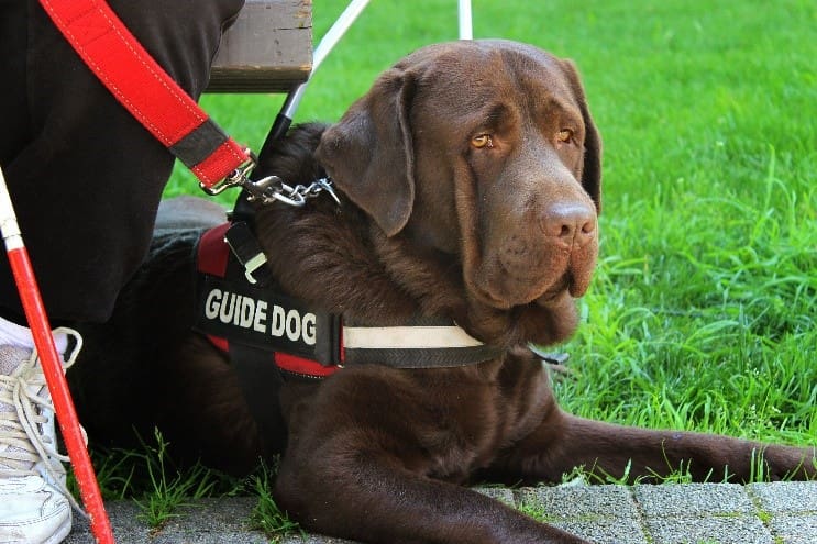 Guide Dog Sit Brown guide dog sitting on grass