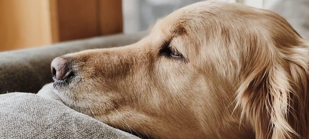 Golden Retriever looks away to window