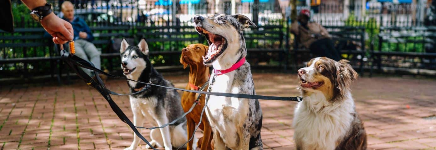 Finding the Best Dog Breed for You article from Prudent Pet
