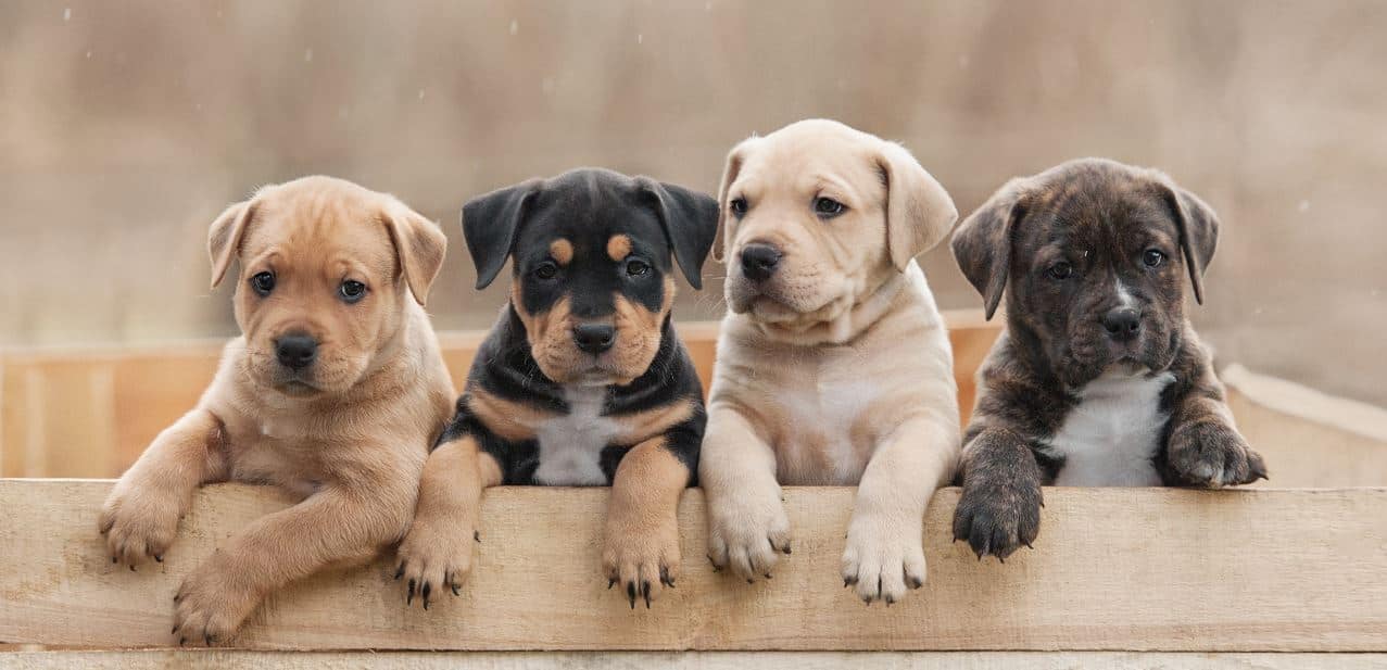 Different Breeds of Puppies Different breeds of puppies in a wooden box