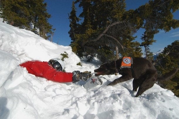 Search Dog Training Search and rescue dog training