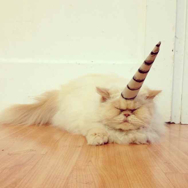 Sleepy Caticorn Sleepy cat wearing Caticorn costume