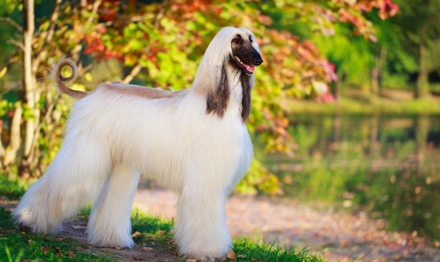 Afghan Hound afghan hound with flowing hair