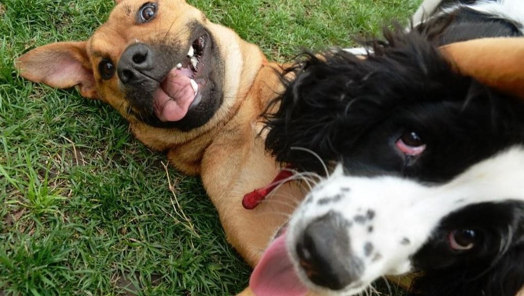 Aggressive Dog Behavior Aggressive dog behavior at dog park