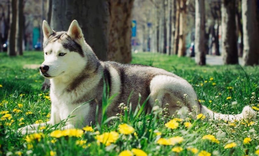 Canadian Eskimo Dog canadian eskimo dog in spring