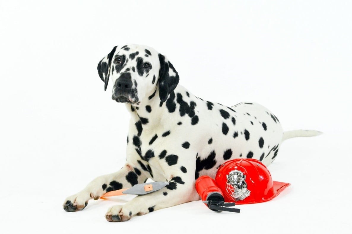 Dalmatian Fireman Dog Dalmatian fireman dog with fireman costume
