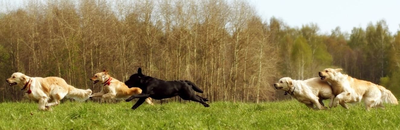 Sporting dogs running at park