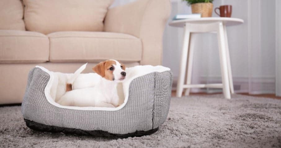 Puppy Cushion Puppy lies on dog cushion