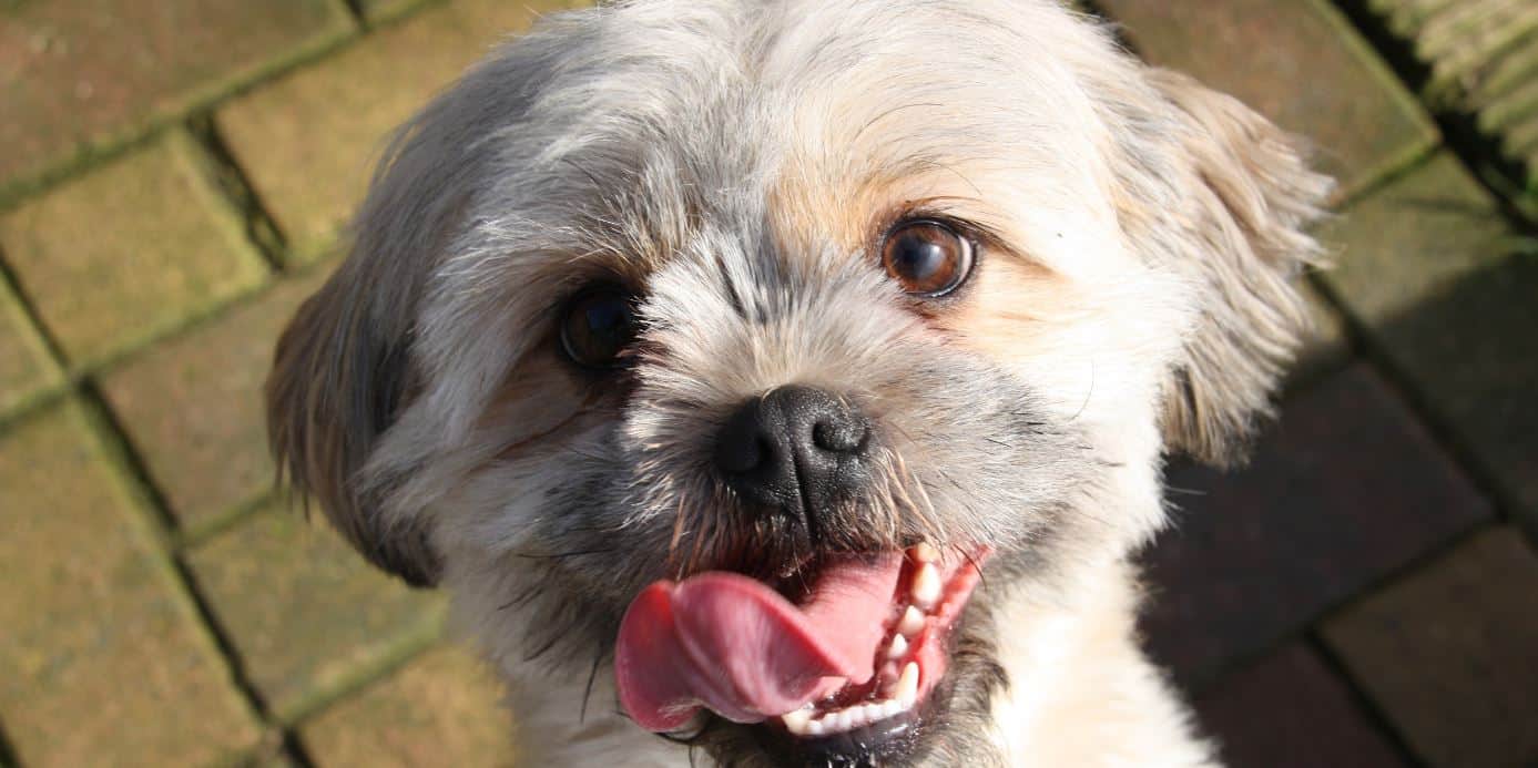 Dog with tongue sticking out