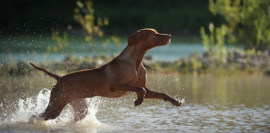 River Dog Dog going over the river