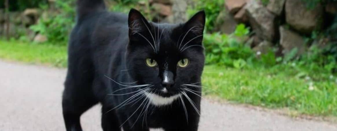 National Black Cat Day