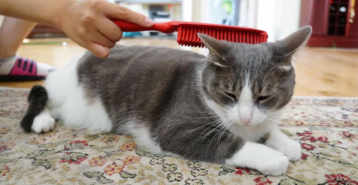 Cat Brush Cat having brushed