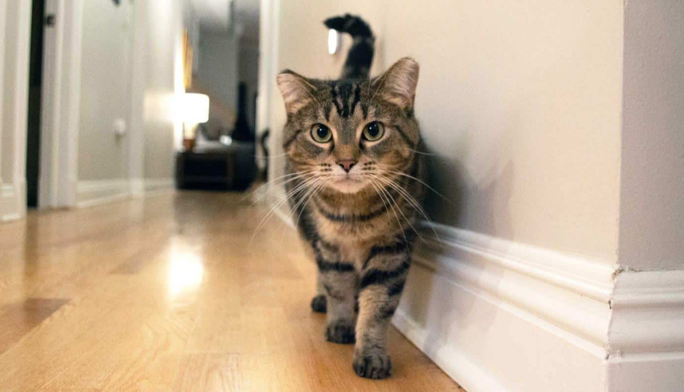 Abigail Hallway Abigail walking the hallway