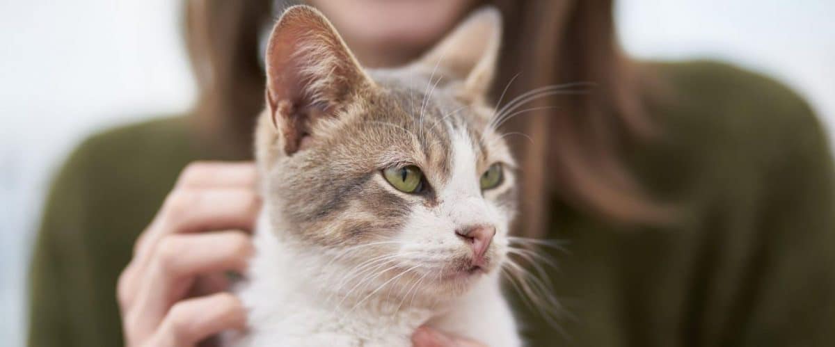 New cat owner guide