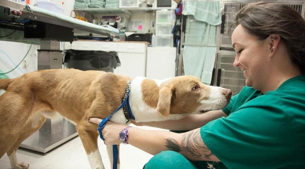 Vet Tech and Dog in Exam Room Vet tech pets dog in pet hospital exam room