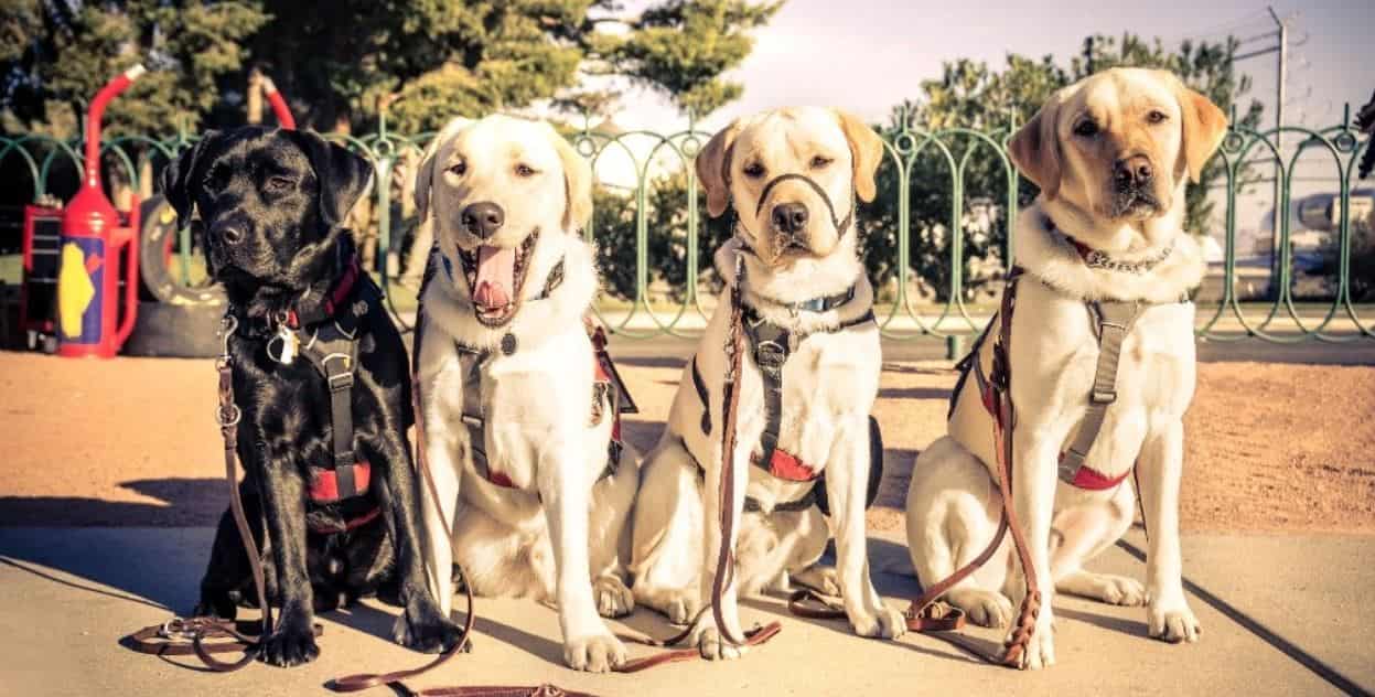 Guide Dogs 4 guide dogs in a row