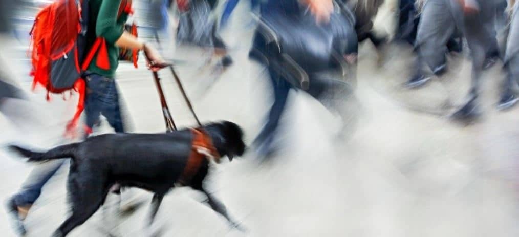 Guide dog walks with woman in the city