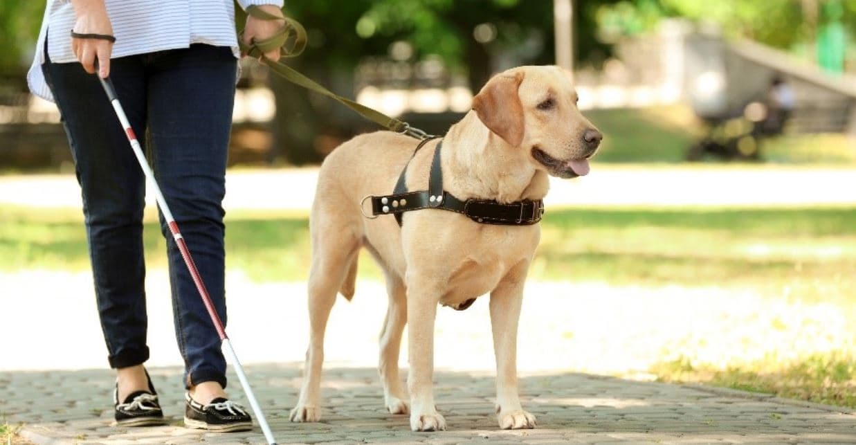 Guide Dog in Action Guide dog in action