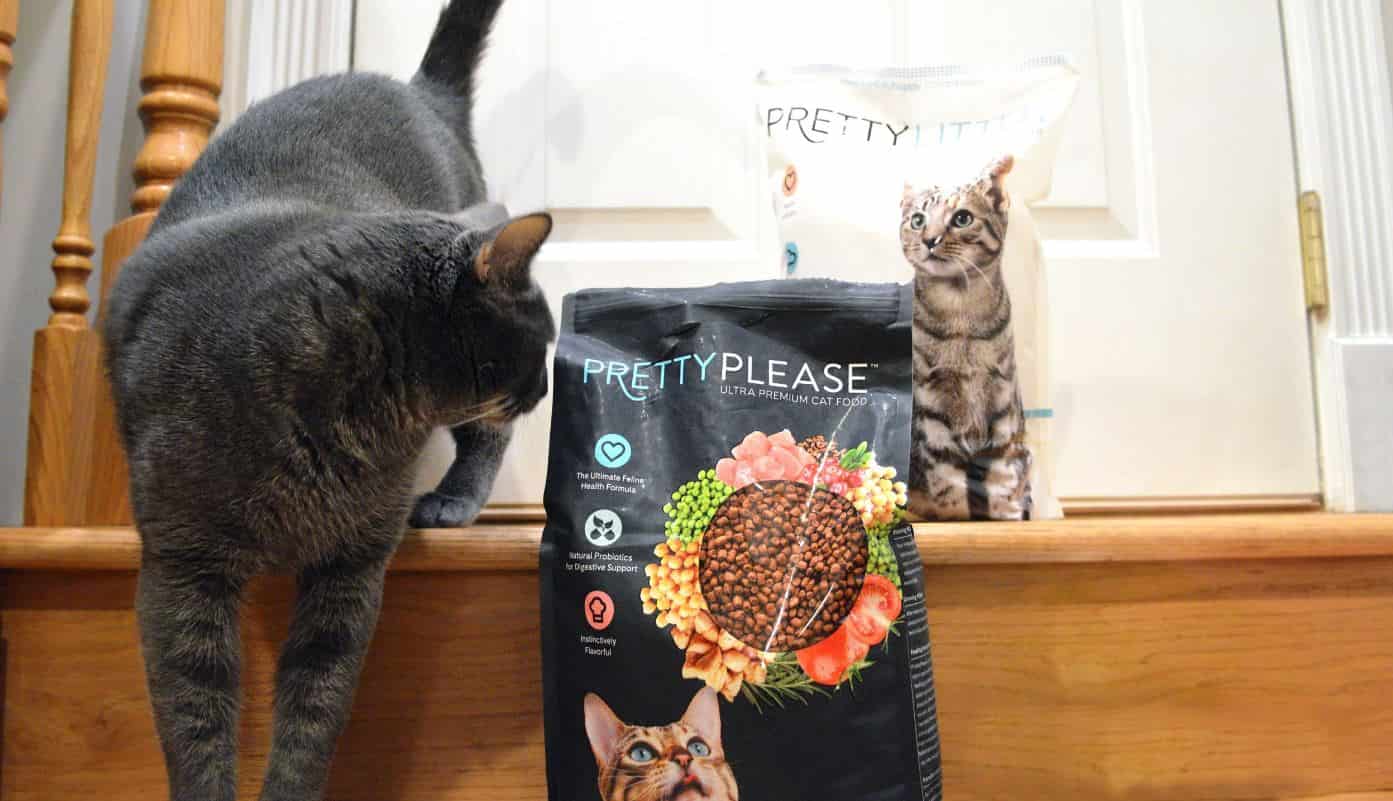 Monty Pretty Products Monty stares at PrettyPlease and PrettyLitter