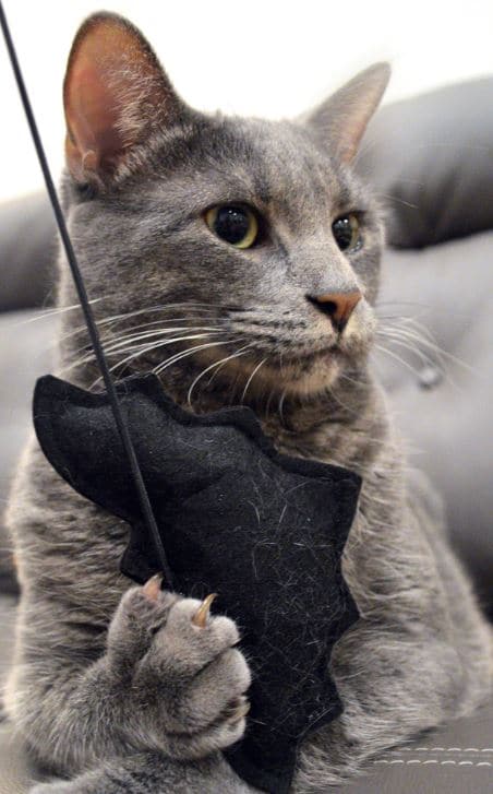 Monty Toy Monty plays Meowlloween KitNipBox toy