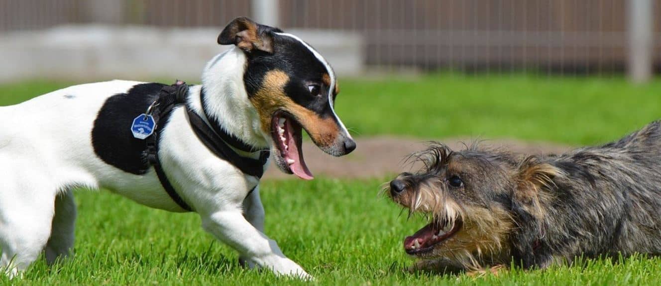 Two dogs playing with each other outside