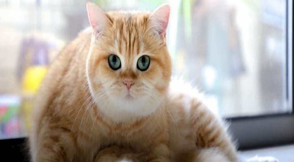 Obese cat with blue eyes sits by window
