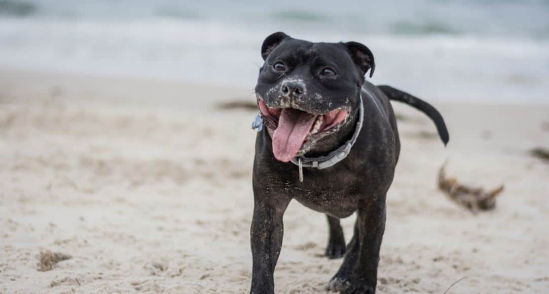 Pit Bull Beach Black Pit Bull at beach