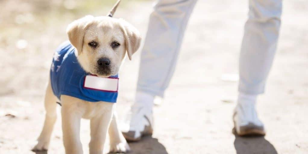 Puppy Guide in Training Puppy guide dog in training