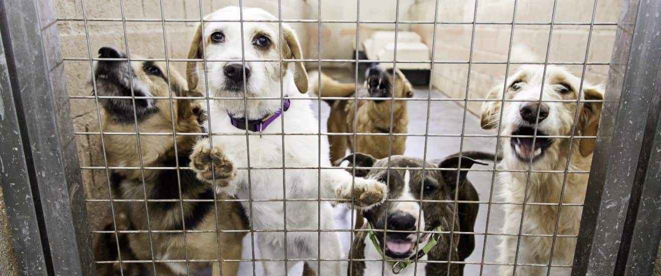 Dogs in shelter behind a fence