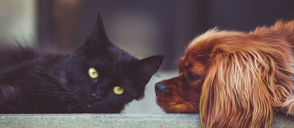 Black Cat and Brown Dog Black cat and brown dog lie together