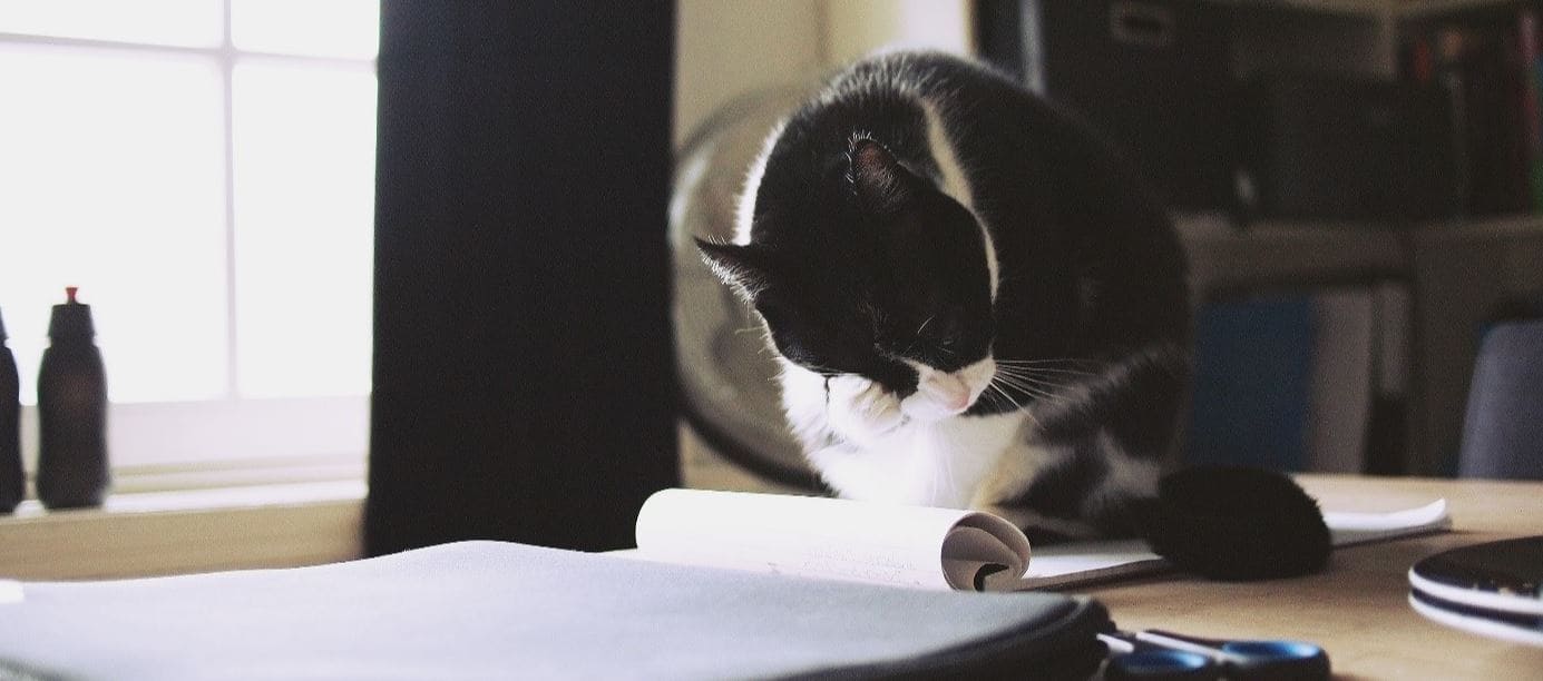 Cat Reading Cat reading a note on desk