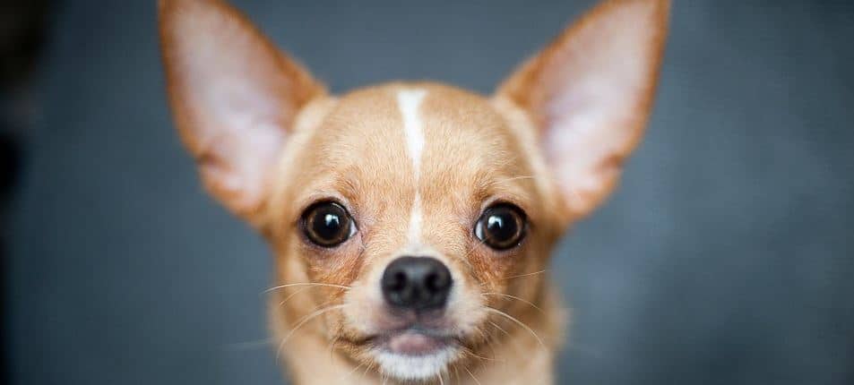 Brown Chihuahua closeup