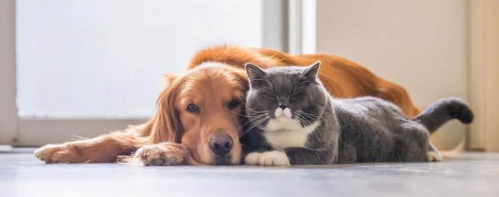 Dog and cat lies next each other