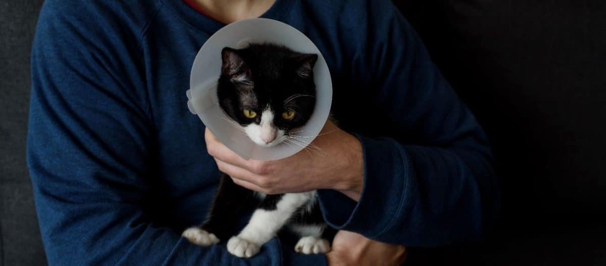 Black kitty wearing a cone
