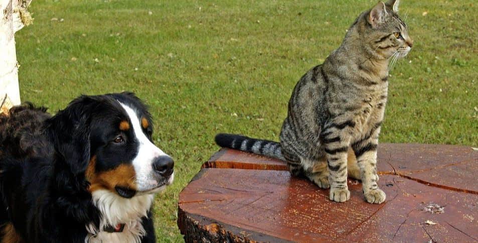 Dog Cat Table Cat sits on a table next to dog