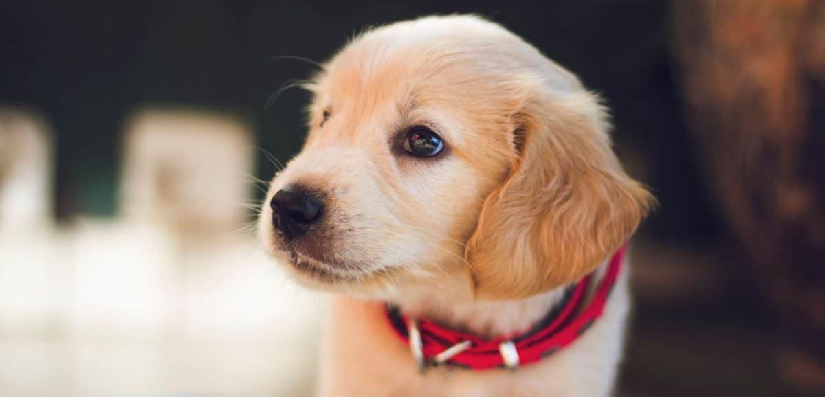 Labrador Puppy Labrador puppy close up
