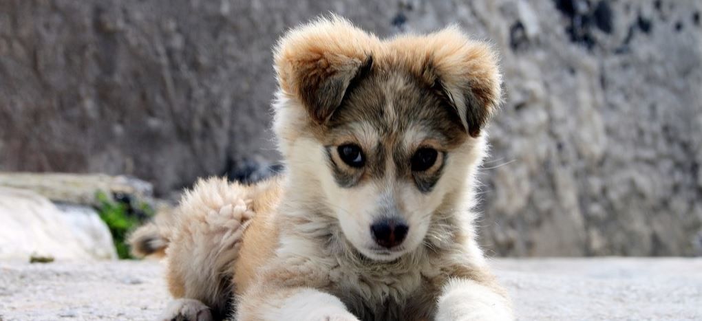 Puppy sitting outside