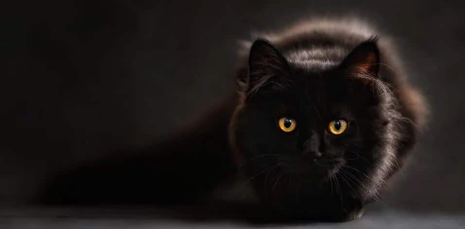 Cat Black Background Cat black background