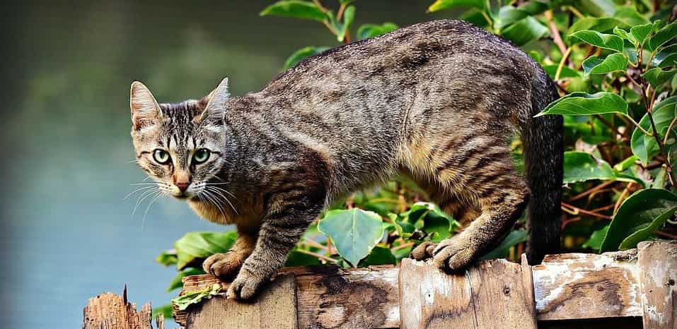Cat Fence Cat on fence