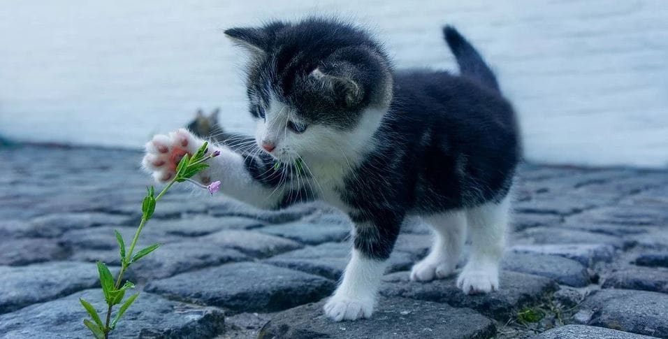 Cat Flower Kitty plays with a flower