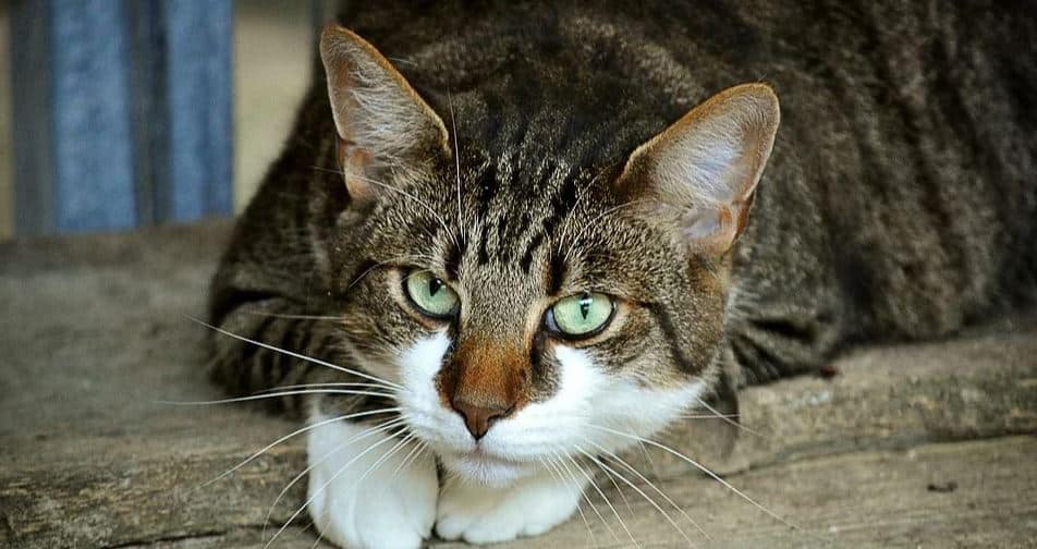 Cat Outdoor Cat outdoor