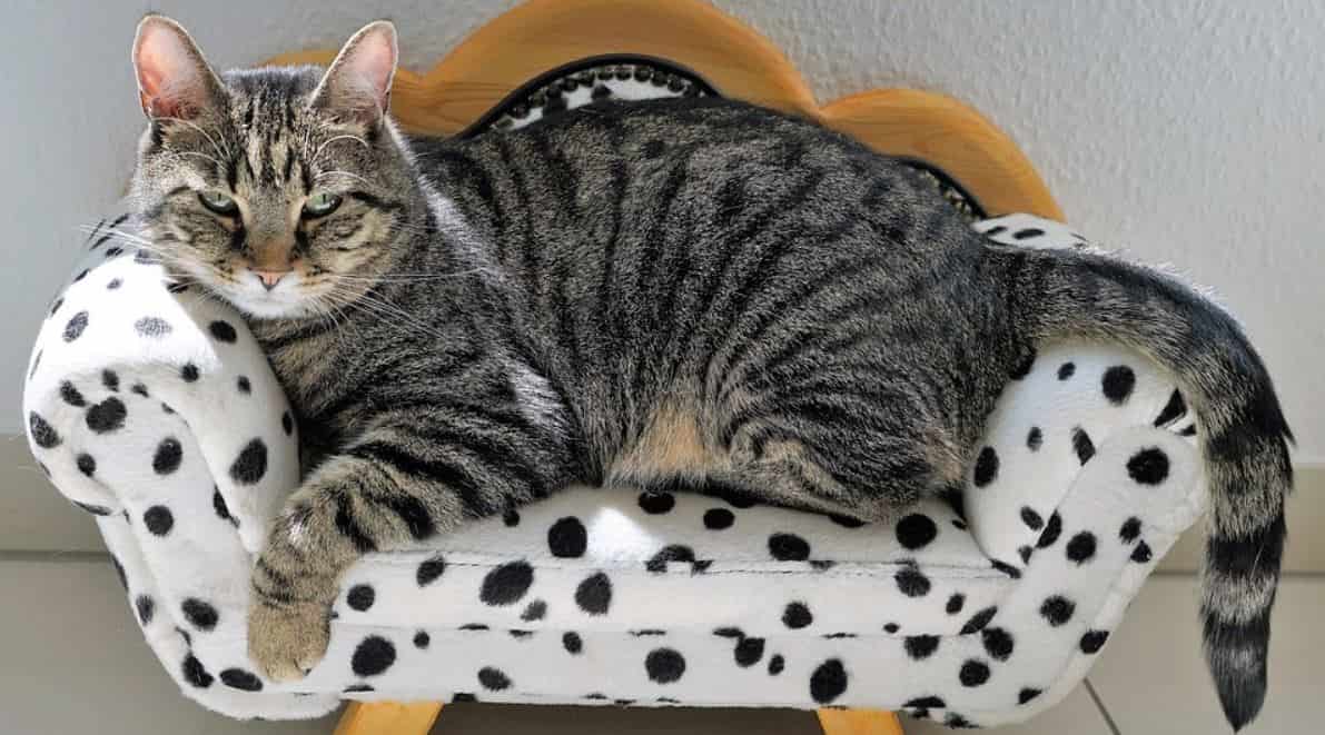 Cat on Sofa Cat sitting on sofa
