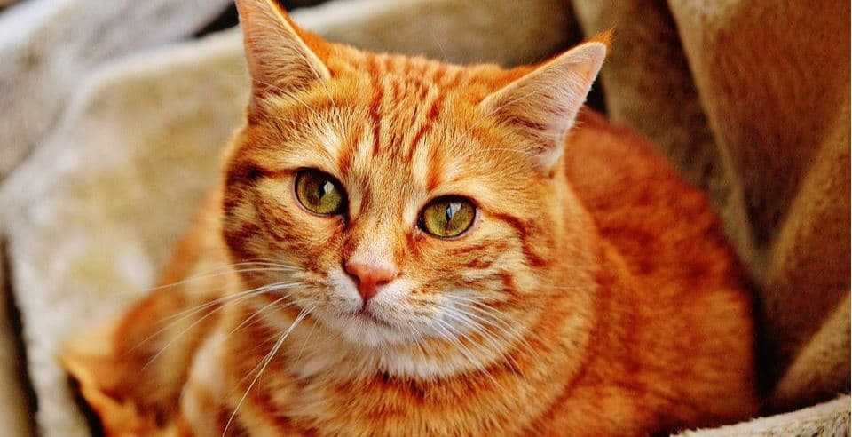 Orange tabby cat CBD oil