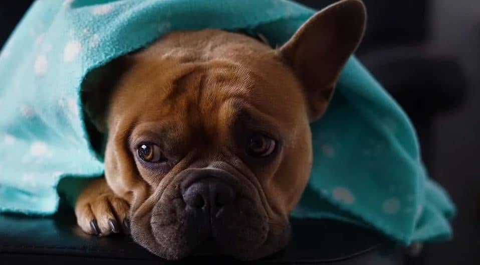 Cuddly Dog Cuddly dog in blanket