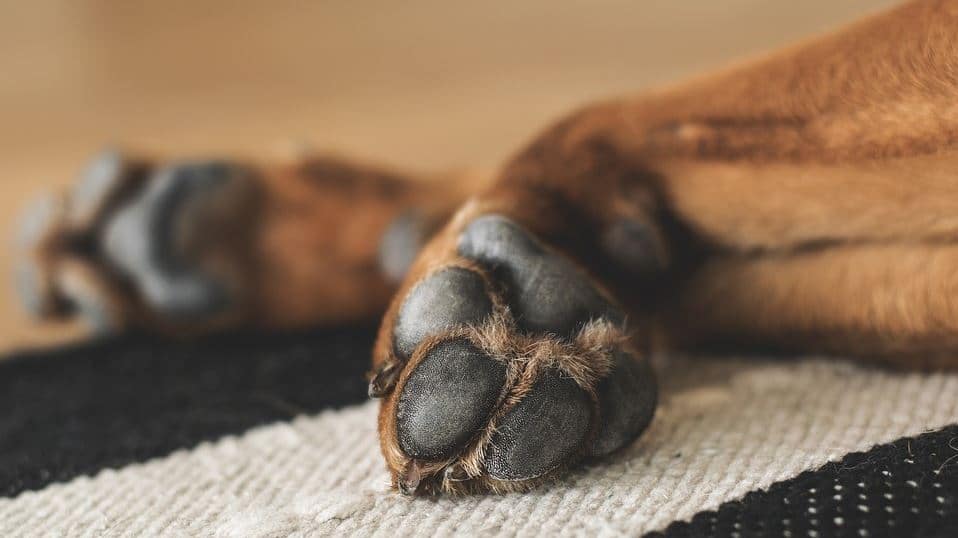 Dog Paws Dog paws close up