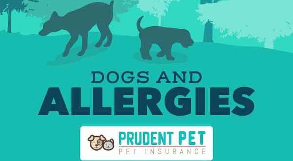 Dogs and allergies post from Prudent Pet