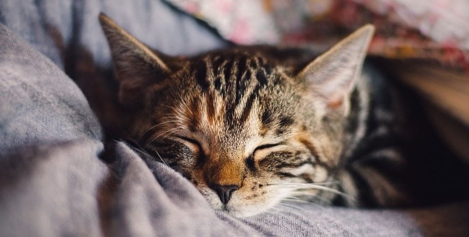 Kitty Napping Kitty taking a nap