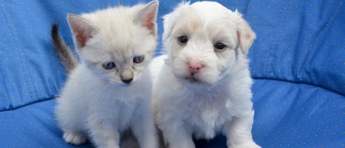 Kitty and Puppy