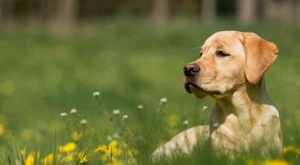 Yellow Labrador Retriever laying in field with flowers